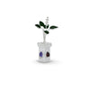 Brighten Your Space with Our Silver Tulsi Plant and Colorful Gemstones